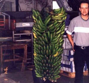 Najväčší trs banánov