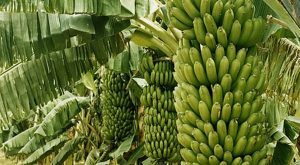 Najväčší trs banánov