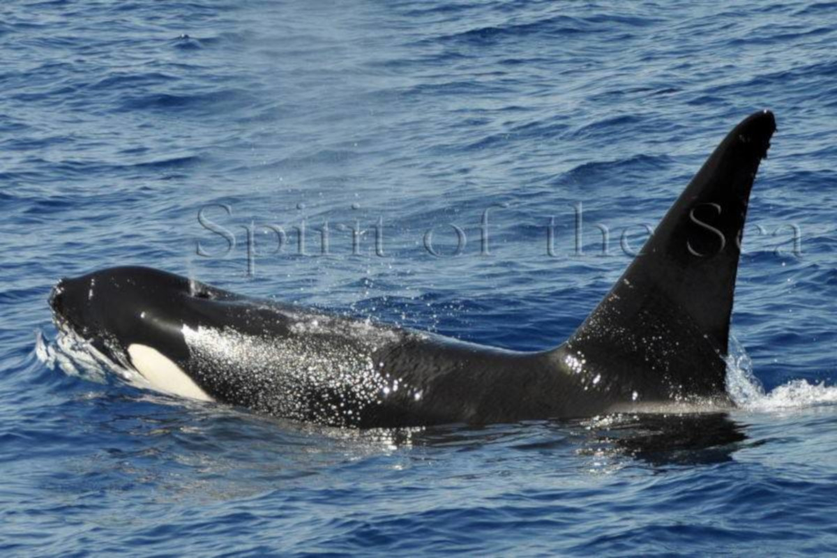 Spirit of the Sea