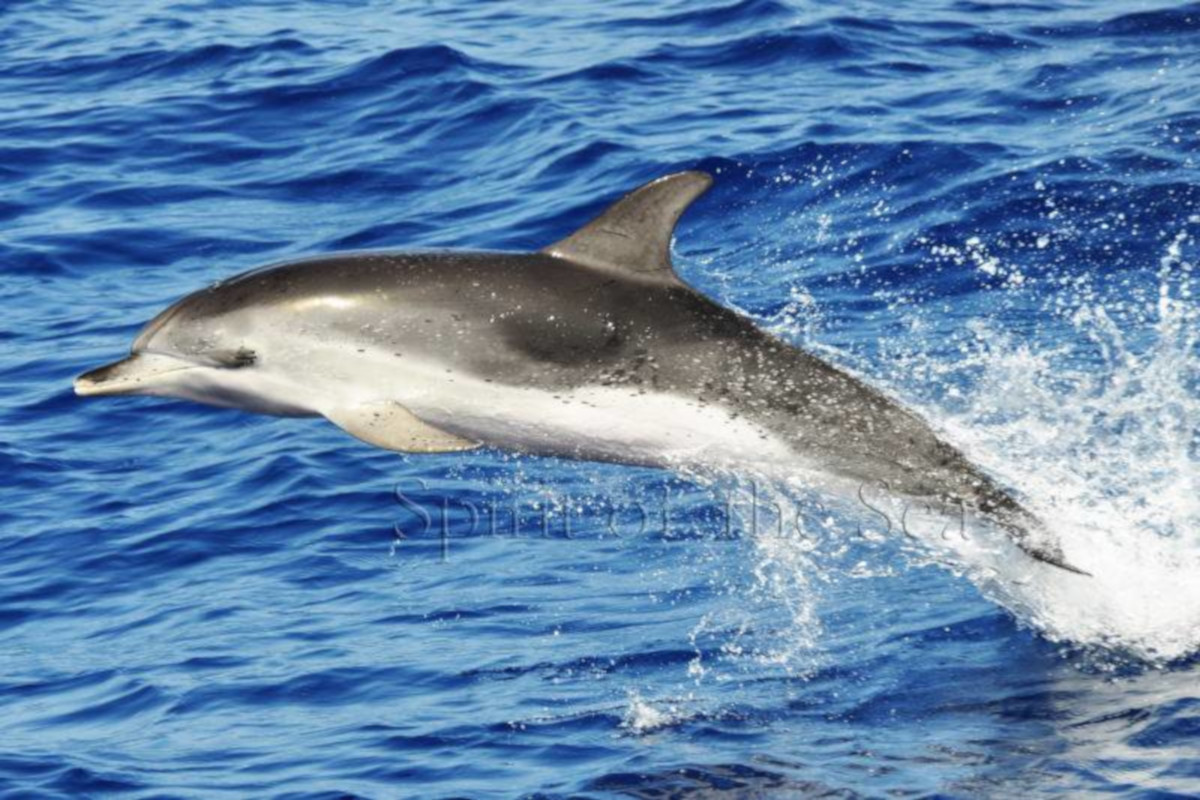 Spirit of the Sea